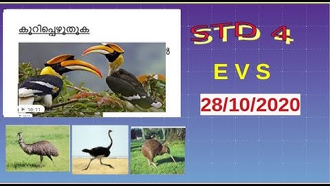 Victers channel std 4 evs activities 28/10/2020