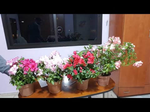 Vidéo: Kashkara (25 Photos): Description Du Rhododendron Doré, Caractéristiques De La Plantation Et Du Soin Des Plantes