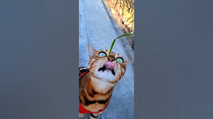 Watch the video about Bengal cat/ Bengali gata #song #prettycat #bengalcat #bengali #trendingshorts #cat #kitten #tiktok