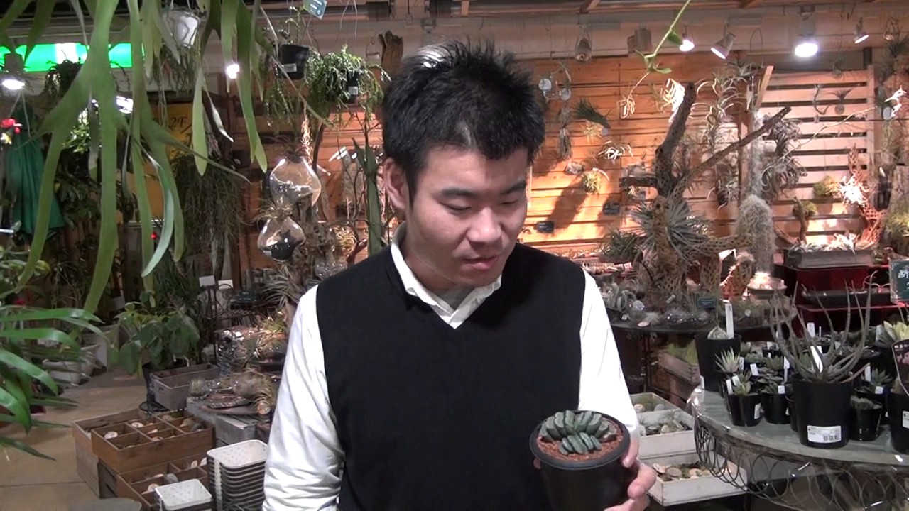 多肉植物 ハオルチア 玉扇の紹介 育て方 Youtube