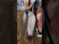 🐟 Otoro: El corte más caro y exclusivo del atún Bluefin que se derrite como mantequilla #Otoro