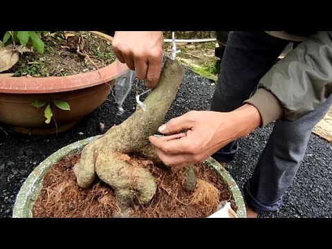 Video Phôi mai mới trồng bao lâu thì ghép được, và ghép mùa... - youtube