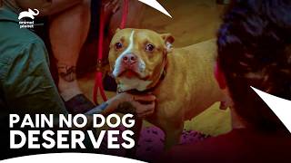 Can This Dog Beat Rectal Prolapse? | Pit Bulls & Parolees S12 E1 | Animal Planet India