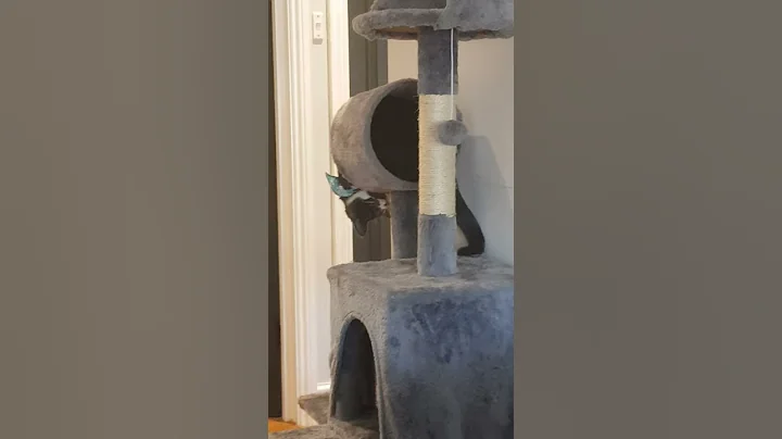 Cat vs cat tree