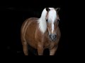 Nutter Butter Back to School Pony Special
