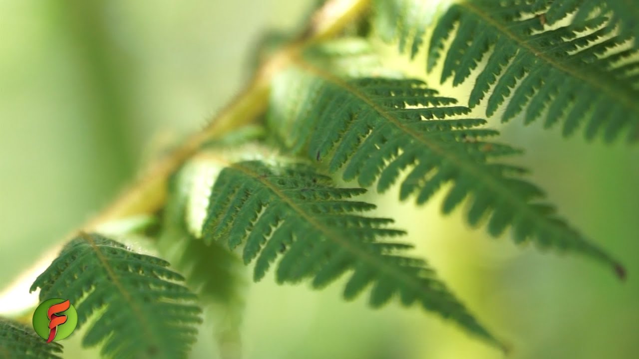 Qué plantas sembrar para proteger las fuentes de agua - TvAgro por Juan  Gonzalo Angel - YouTube