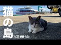 【4K】世界6大猫スポットで猫さんたちに出逢いました　猫の島をVR撮影　かわいいなあ　CATS ISLAND JAPAN TOUR FUKUOKA VR180【3D VR】