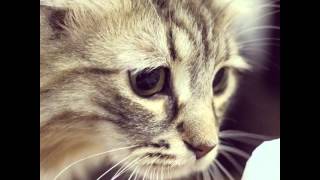 Imho, 492 Reasons Cats Could Help Win Top Chef