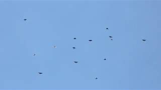 николаевские голуби кулебовка г новомосковск летят голуби брата