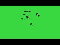 اسراب طيور حمام اكثر كرومة راح تعجبكم حمام يطير اسراب كرومات جاهزة للتصميم تأثير طيور شاشة خضراء