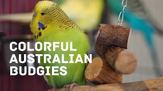 Colorful Australian Budgies | Parakeets At Petco And PetSmart by AllAboutBudgies 1,890 views 4 years ago 1 minute, 40 seconds