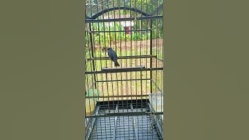 kicau burung tledekan gunung...!! #burung #burungkicau #kicaumanianusantara #tledekangununggacor
