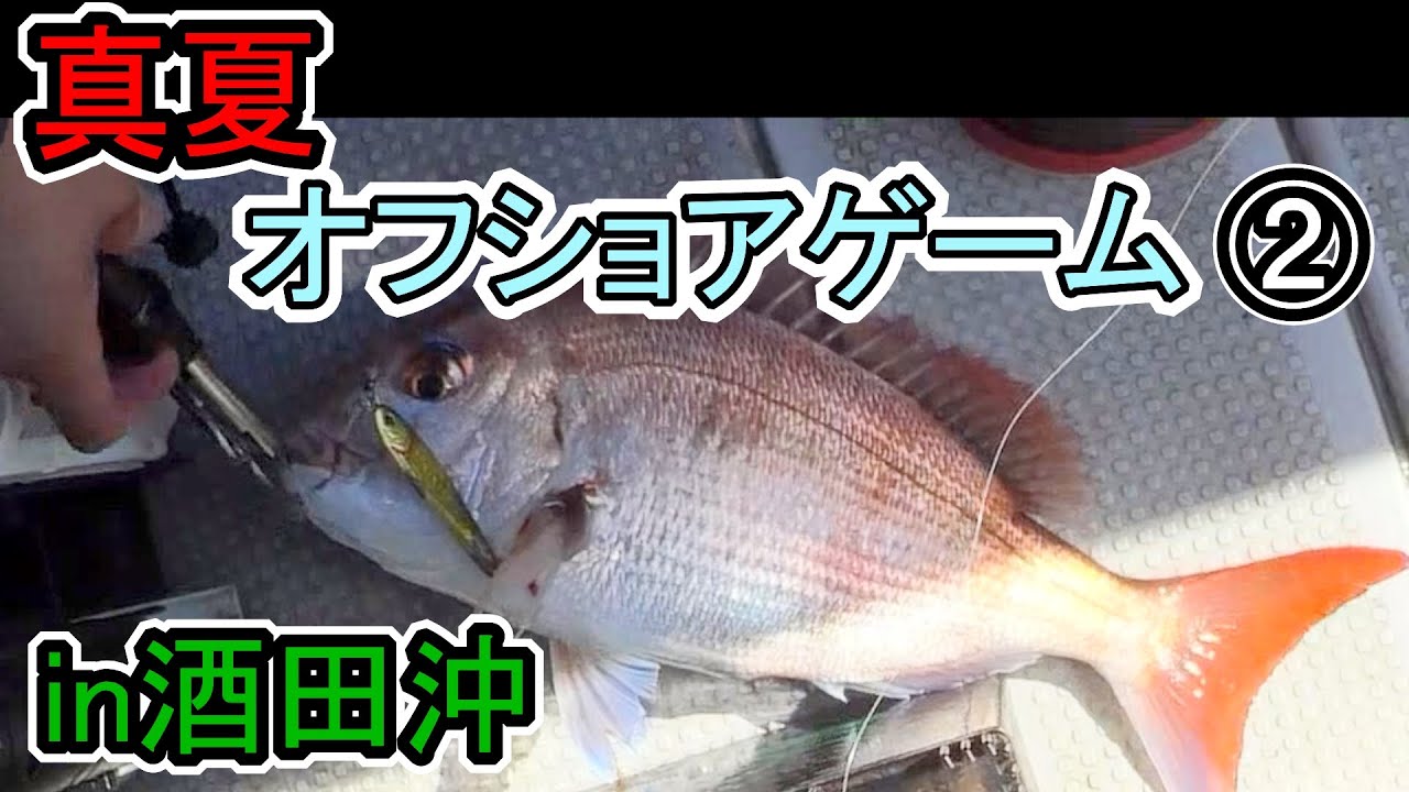 酒田沖  タイジギ　サメに追われたサバの群れに遭遇