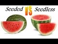 Seeded vs. Seedless Fruit: The Importance of Seeds in a Plant-Based Diet