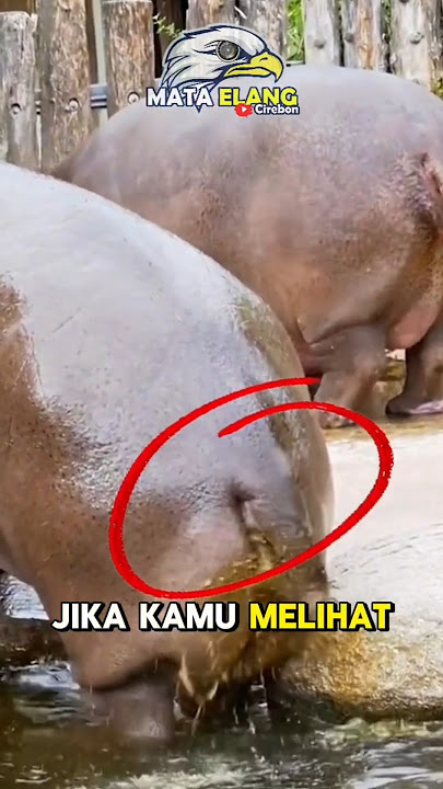 Download lagu Jika kamu MELIHAT Kudanil BERAK segera lari⁉️😱 #animals #facts #faktaunik #fact #shortvideo #shorts