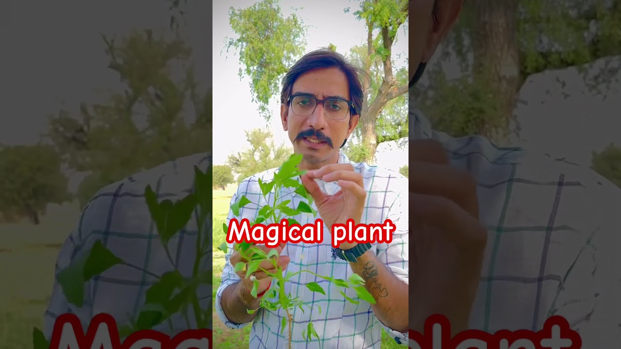 Magical plant..बथुआ. 