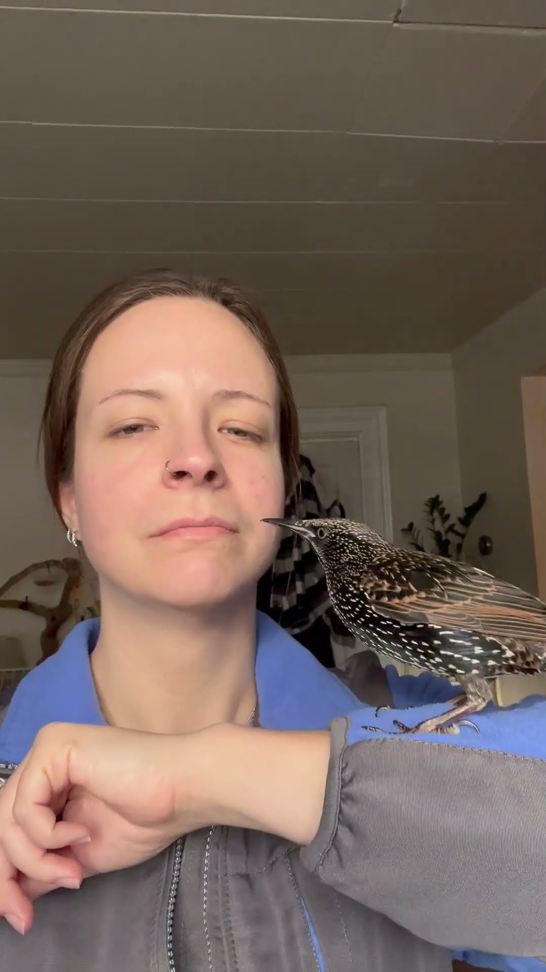 Starling Searches For Bugs In Smile || ViralHog