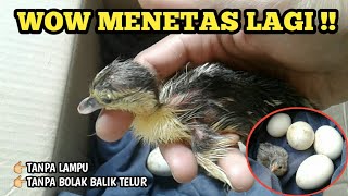 TELUR AYAM & ENTOK MENETAS TANPA LAMPU PEMANAS