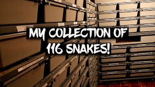 See my Entire Collection of 116 Snakes!