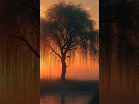 Ellerimde Kalan Kalbimde Kalan Hayalin Dinlendiricisesler Musica Music Song Emotivo Amore