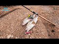 PESCA de CORVINAS con VINILOS y JIGS en PEÑAS. ||  How to fish corvina in rocks.