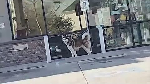 Houston woman who tied a dog to a pole and abandoned him being charged