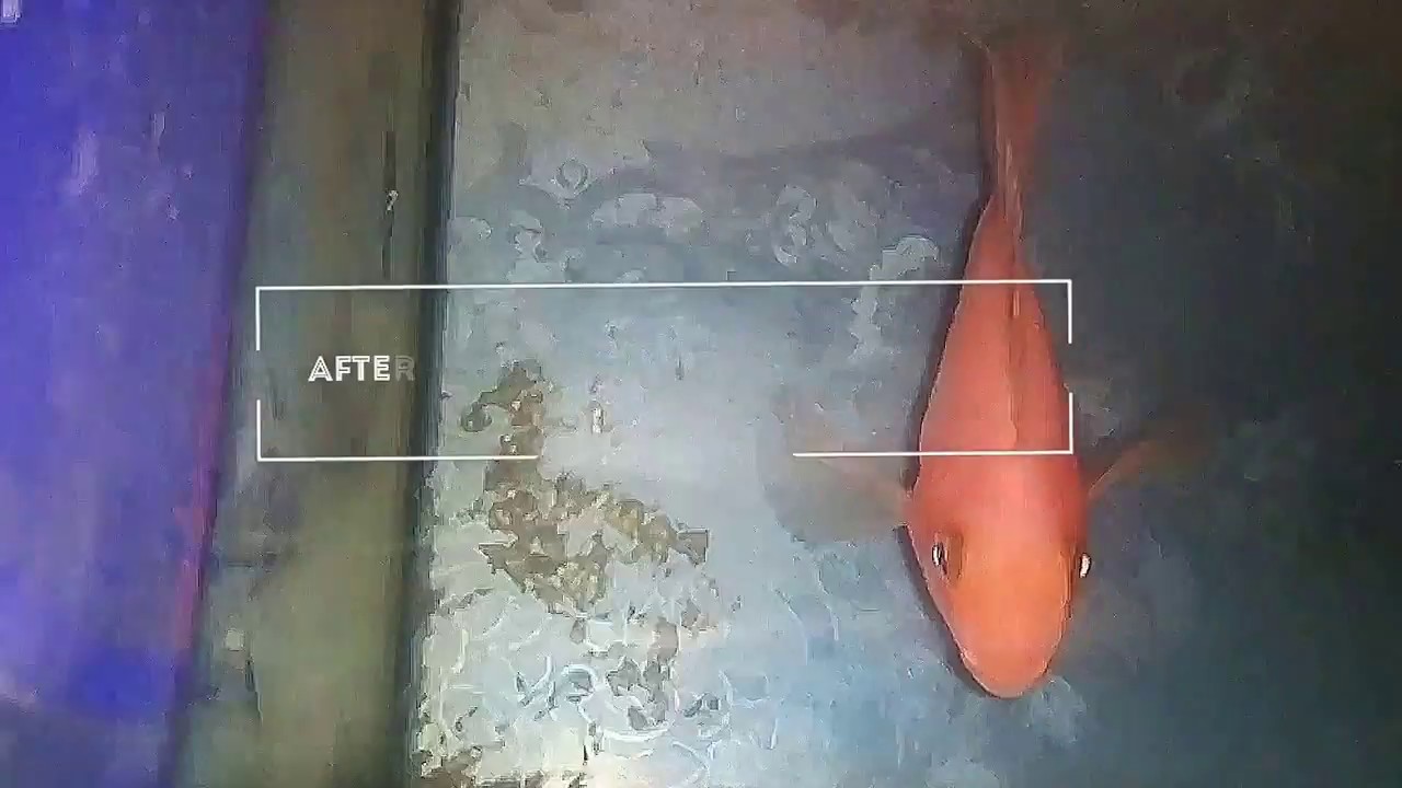 Finally Male Flowerhorn Fartile eggs & parrot Fish Hatch there eggs YouTube
