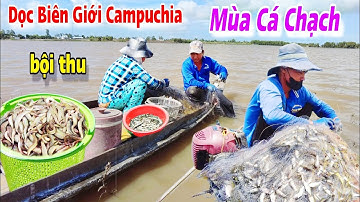 Cuộc Hành Trình Dọc Biên Giới Campuchia Tìm Con Cá Chạch Đồng Mùa Nước Nổi