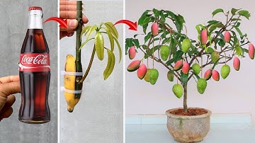 SUPER SPECIAL TECHNIQUE for propagating MANGO with coca~cola and banana, quick stimulation
