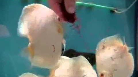 Cá Dĩa Trắng Albino - Thiên Đường Cá Cảnh