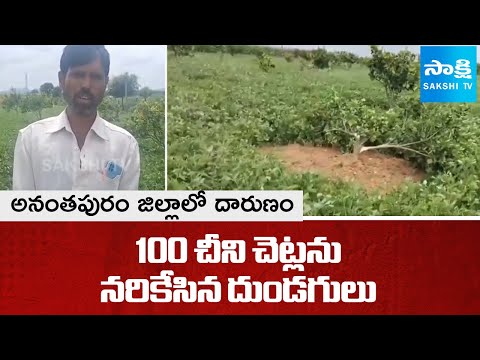 అనంతపురం జిల్లాలో చీని చెట్ల నరికివేత కలకలం | Anantapur Dist Mosambi Plants Incident | SakshiTV - SAKSHITV