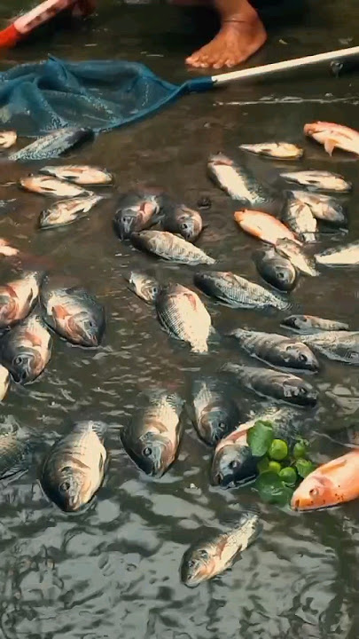 Bakar Ikan Nila Bareng Keluarga #masukberanda #storywa #beranda #quotes