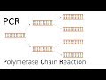 Understanding PCR: The Polymerase Chain Reaction