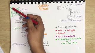 The Complement System (Part 1) | The Classical Pathway | Membrane Attack Complex