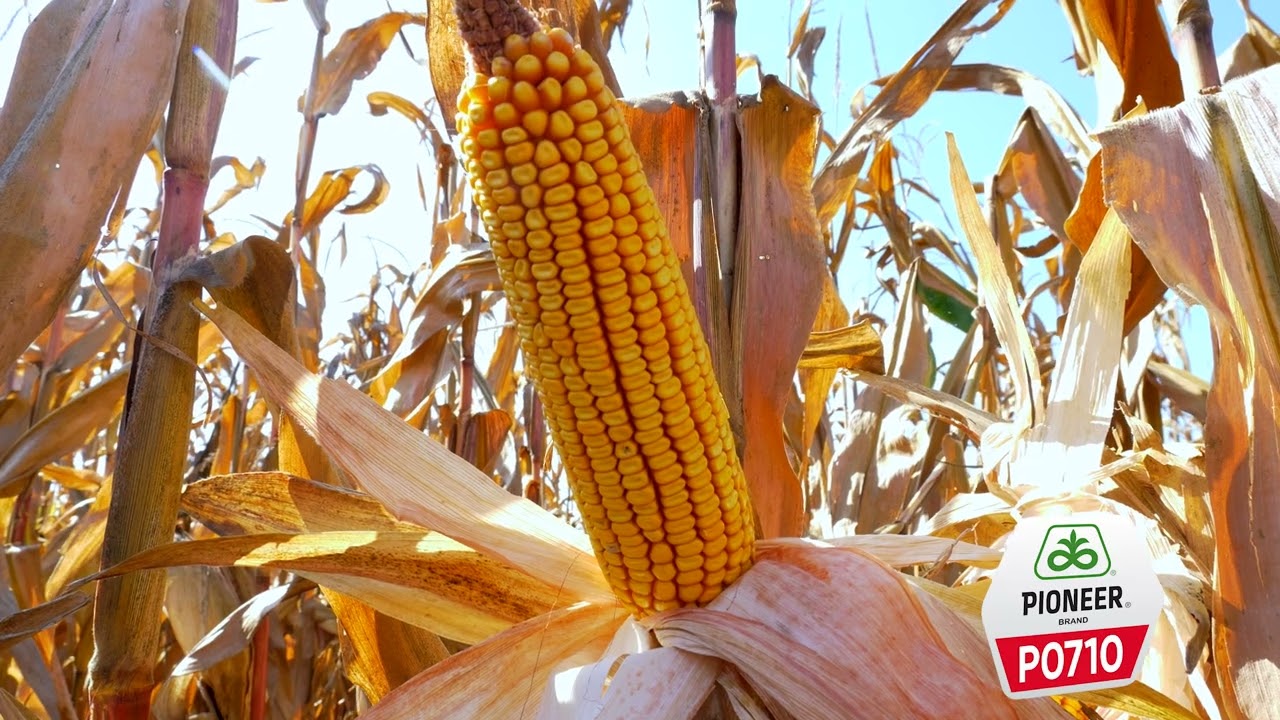 PROVERENI - Hibririd kukuruza PIONEER P0710, FAO 560.