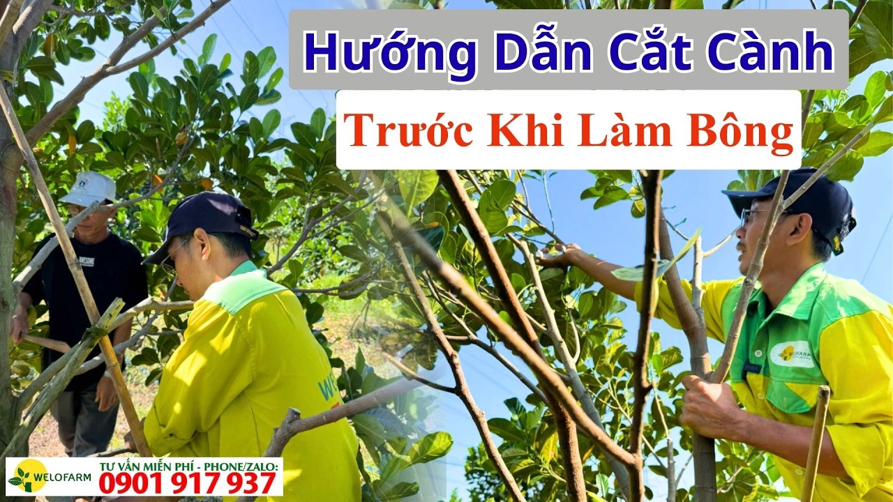 Hướng Dẫn cắt tỉa cành mít giai đoạn cuối ,Bước Vào Quy Trình Làm Bông Mít 2026