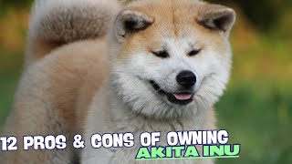 12 Pros & Cons of Owning an Akita Inu 🐾