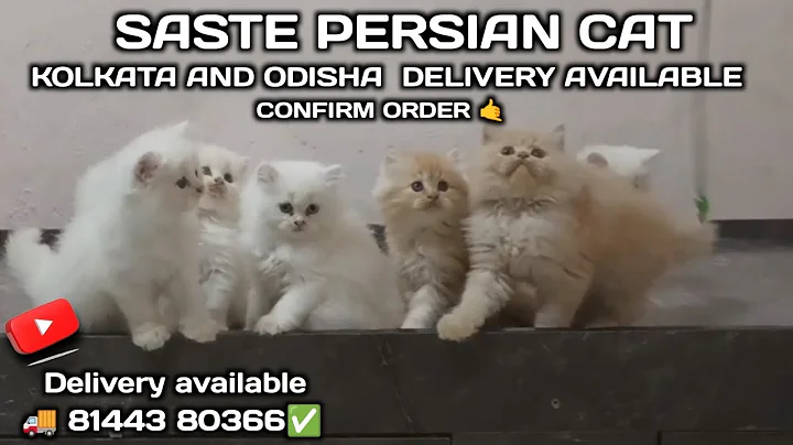 Video 11504771: persian cat low