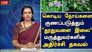 கொடூரமான நோய்களை அழிக்கும் தூதுவளை அதிர்ச்சி| Benefits of Thuthuvalai in Tamil | Thoothuvalai Uses