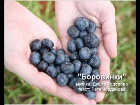 Видео: Какво причинява хлороза от боровинки: Причини за обезцветени листа от боровинка