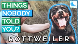 Things Nobody Told You About Owning a Rottweiler? - Vet Dr Alex by Responsible Pet Breeders Australia - RPBA Reviews 123 views 10 days ago 7 minutes, 7 seconds