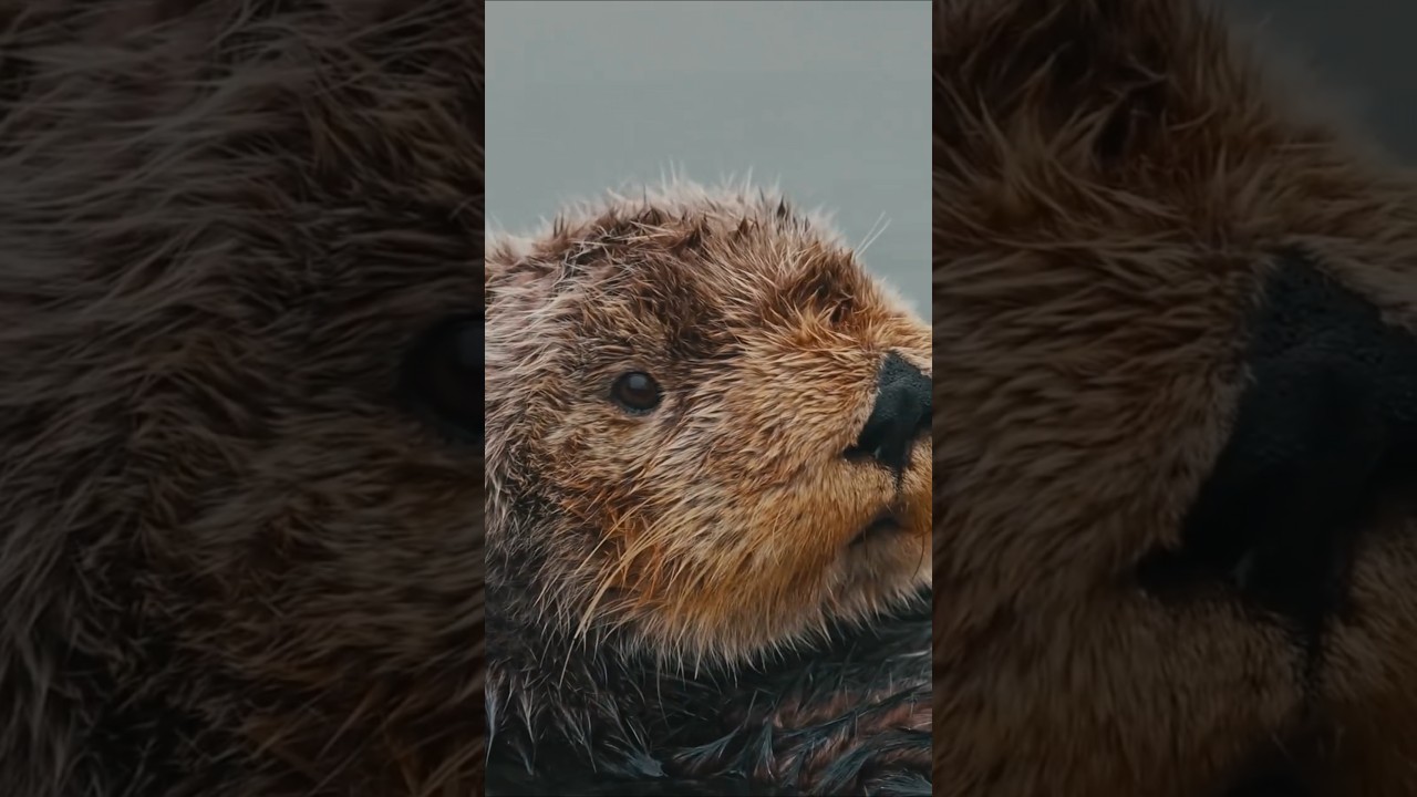 Otter Tool Use and Adaptations