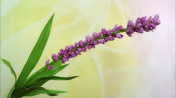 ABC TV | How To Make Paper Flower #4 - Craft Tutorial