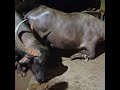 🐃 buffalo sex #sexy #buffalo #newvideo #viral #youtube  new sex video of buffalo