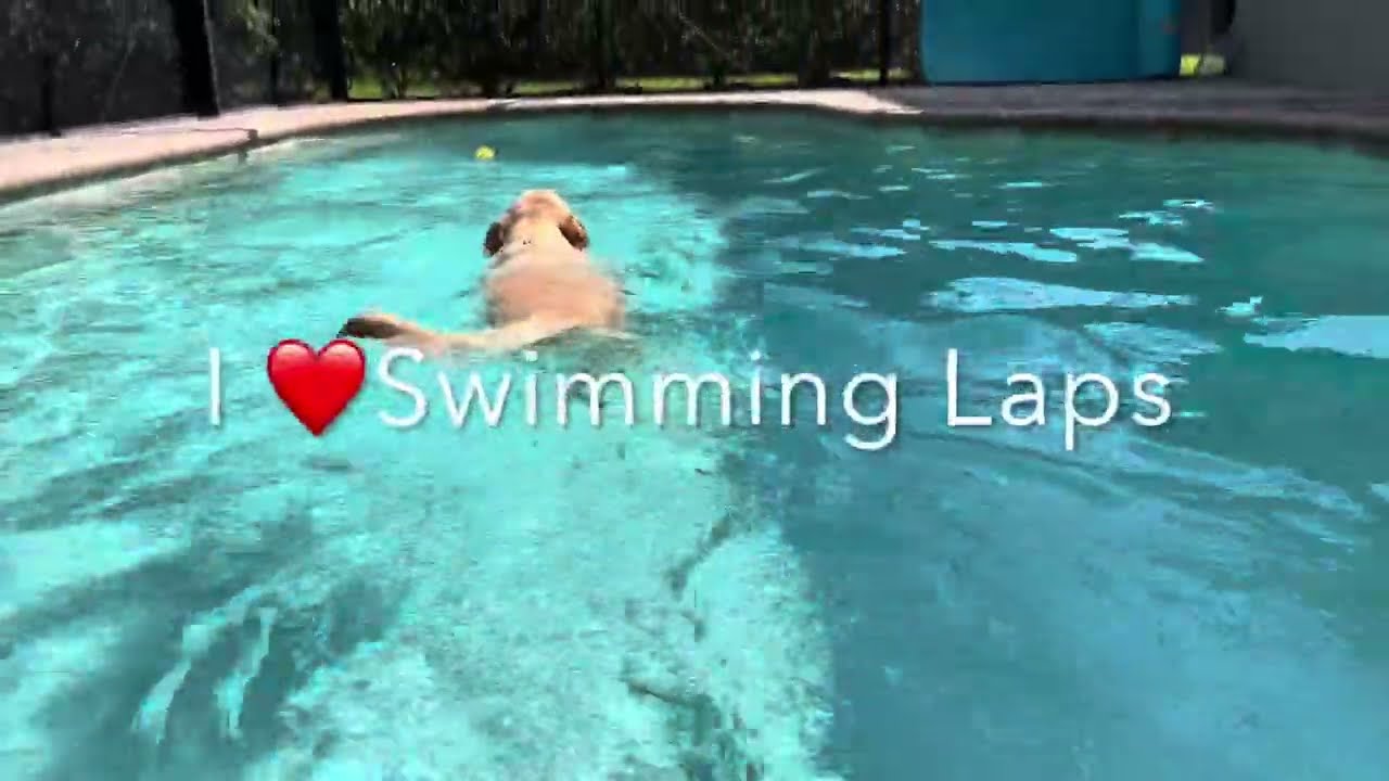 BEST Water Floating Pool Balls for Our Labs - Everyday Life with Labs