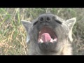 Tired yawning Hyena