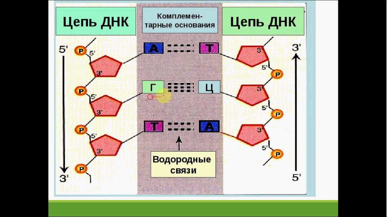 Соединение нуклеотидов днк