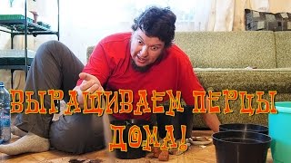 Выращиваем перец чили дома. Часть 5: высаживаем перец в горшки. Выращиваем перец чили дома. Часть 5: высаживаем перец в горшки.