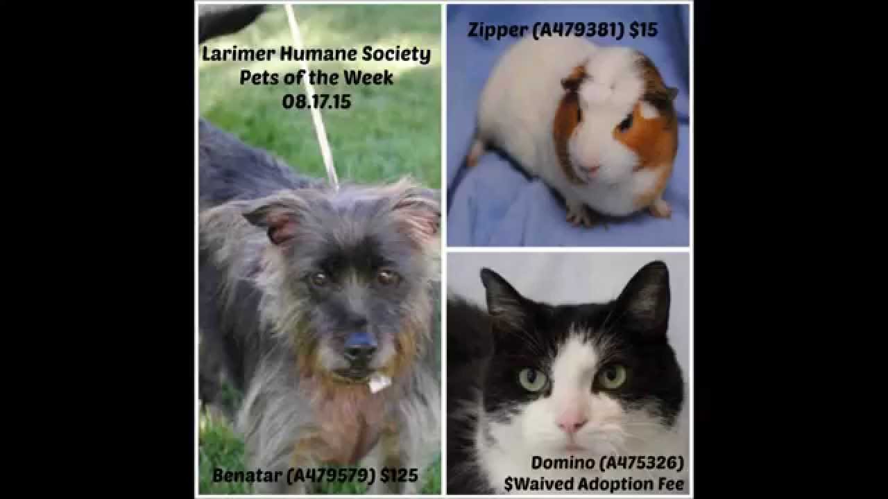 Top Pets at Larimer Humane Society