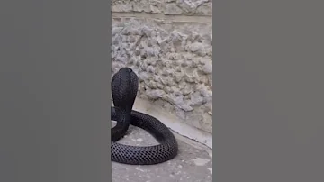 الكوبرا السوداء السم خطير 